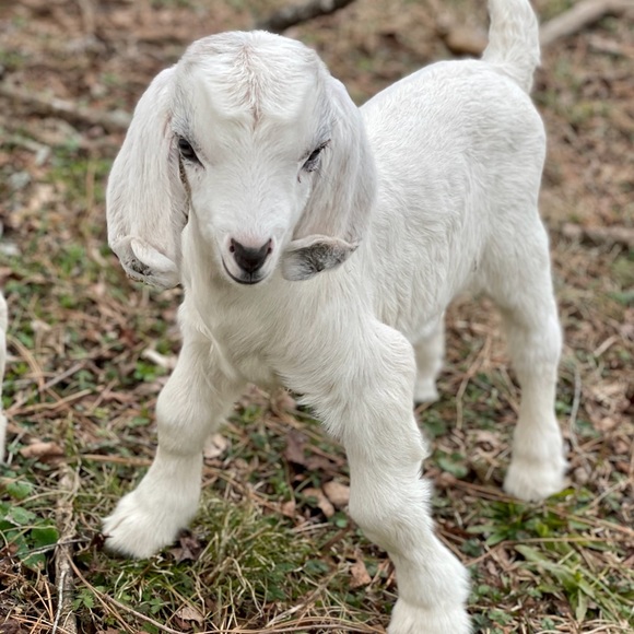 Meet your Posher, the Old Goat - Picture 2 of 13